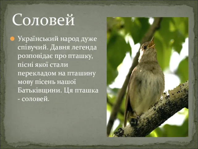 Український народ дуже співучий. Давня легенда розповідає про пташку, пісні якої стали перекладом