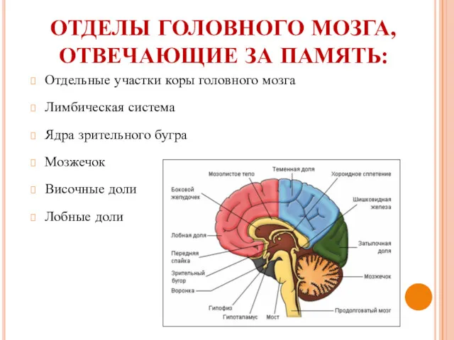 ОТДЕЛЫ ГОЛОВНОГО МОЗГА, ОТВЕЧАЮЩИЕ ЗА ПАМЯТЬ: Отдельные участки коры головного