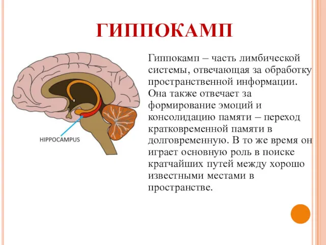 ГИППОКАМП Гиппокамп – часть лимбической системы, отвечающая за обработку пространственной