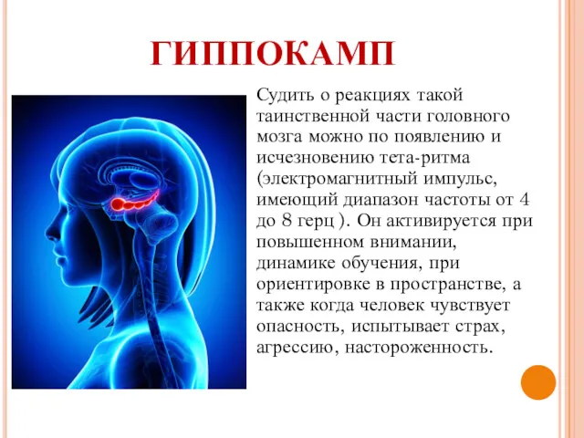 ГИППОКАМП Судить о реакциях такой таинственной части головного мозга можно