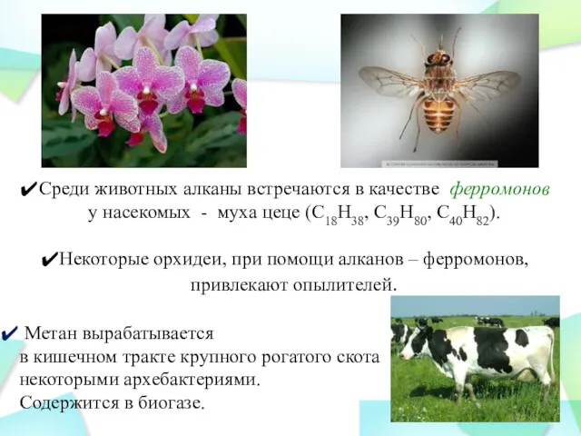 Среди животных алканы встречаются в качестве ферромонов у насекомых -