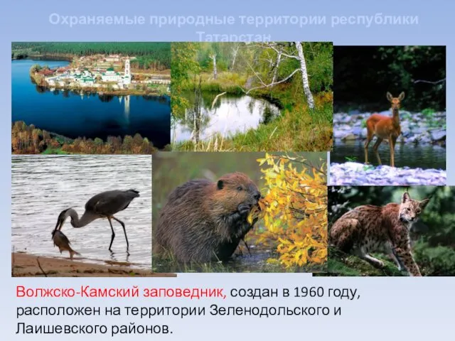 Охраняемые природные территории республики Татарстан Волжско-Камский заповедник, создан в 1960