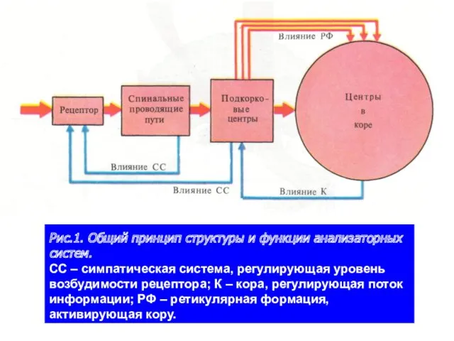 Рис.1. Общий принцип структуры и функции анализаторных систем. СС –