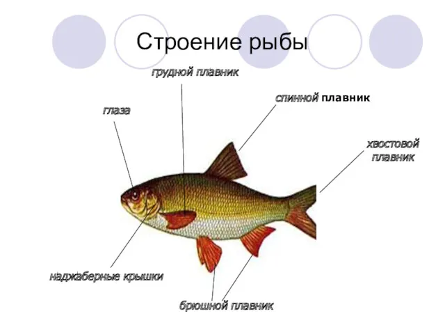 Строение рыбы