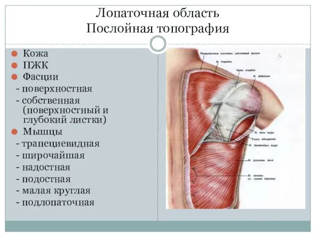 Лопаточная область Послойная топография Кожа ПЖК Фасции - поверхностная -