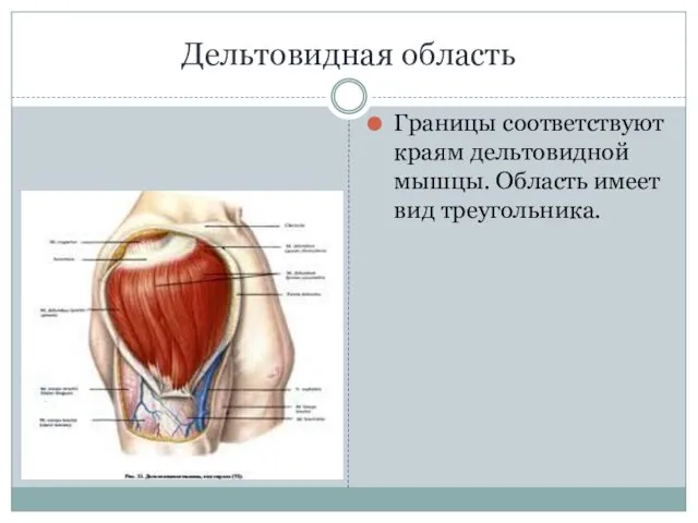 Дельтовидная область Границы соответствуют краям дельтовидной мышцы. Область имеет вид треугольника.