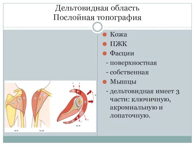 Дельтовидная область Послойная топография Кожа ПЖК Фасции - поверхностная -