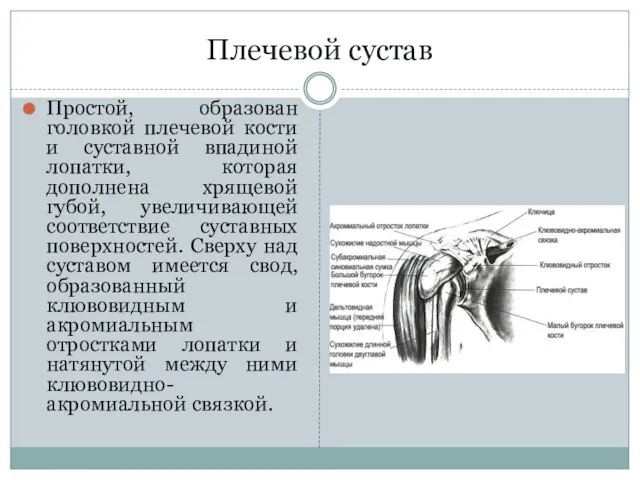 Плечевой сустав Простой, образован головкой плечевой кости и суставной впадиной