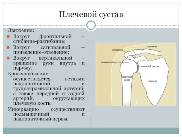 Плечевой сустав Движения: Вокруг фронтальной – сгибание-разгибание; Вокруг сагитальной –