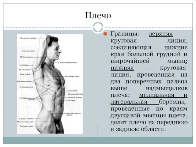 Плечо Границы: верхняя – круговая линия, соединяющая нижние края большой