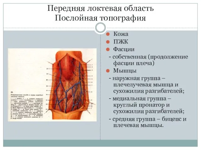 Передняя локтевая область Послойная топография Кожа ПЖК Фасции - собственная