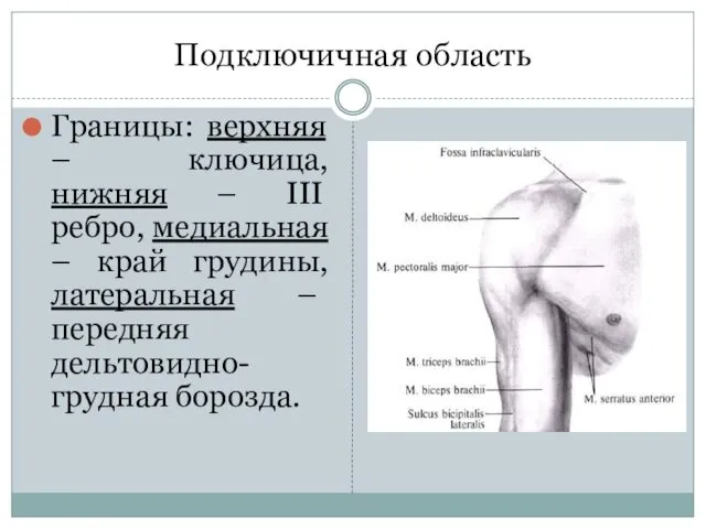 Подключичная область Границы: верхняя – ключица, нижняя – III ребро,