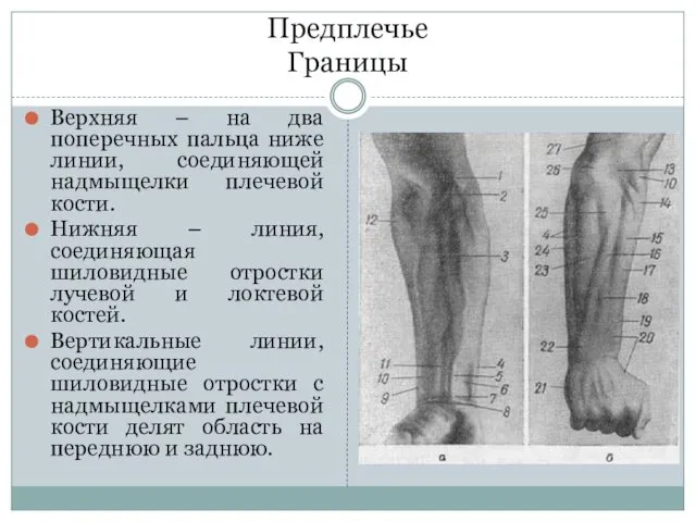 Предплечье Границы Верхняя – на два поперечных пальца ниже линии,