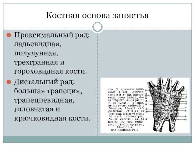 Костная основа запястья Проксимальный ряд: ладьевидная, полулунная, трехгранная и гороховидная