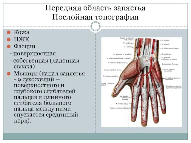 Передняя область запястья Послойная топография Кожа ПЖК Фасции - поверхностная