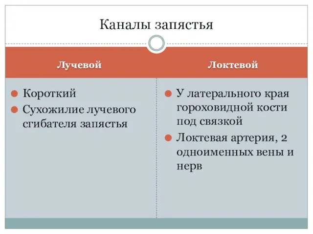 Лучевой Локтевой Короткий Сухожилие лучевого сгибателя запястья У латерального края