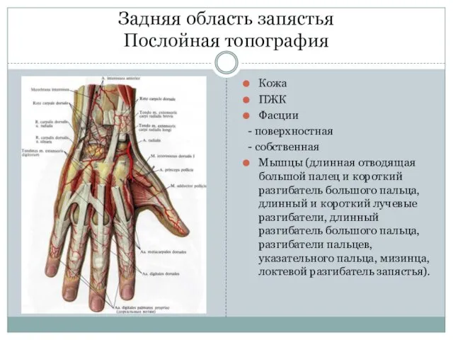 Задняя область запястья Послойная топография Кожа ПЖК Фасции - поверхностная