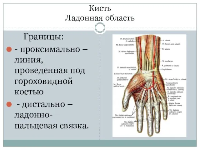 Кисть Ладонная область Границы: - проксимально – линия, проведенная под