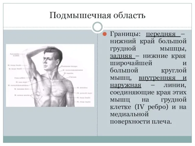 Подмышечная область Границы: передняя – нижний край большой грудной мышцы,