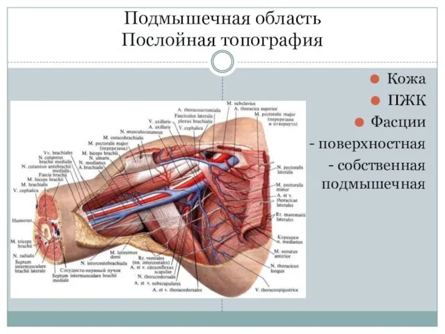 Подмышечная область Послойная топография Кожа ПЖК Фасции - поверхностная - собственная подмышечная