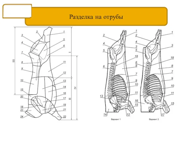 Разделка на отрубы Мясо