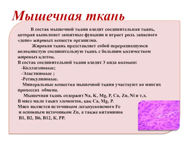 Мышечная ткань В состав мышечной ткани входит соединительная ткань, которая