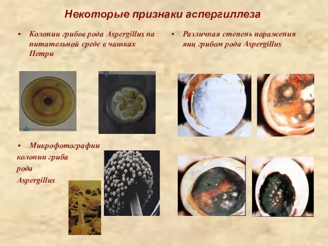 Некоторые признаки аспергиллеза Колонии грибов рода Aspergillus на питательной среде в чашках Петри
