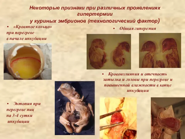 Некоторые признаки при различных проявлениях гипертермии у куриных эмбрионов (технологический фактор) «Кровяное кольцо»