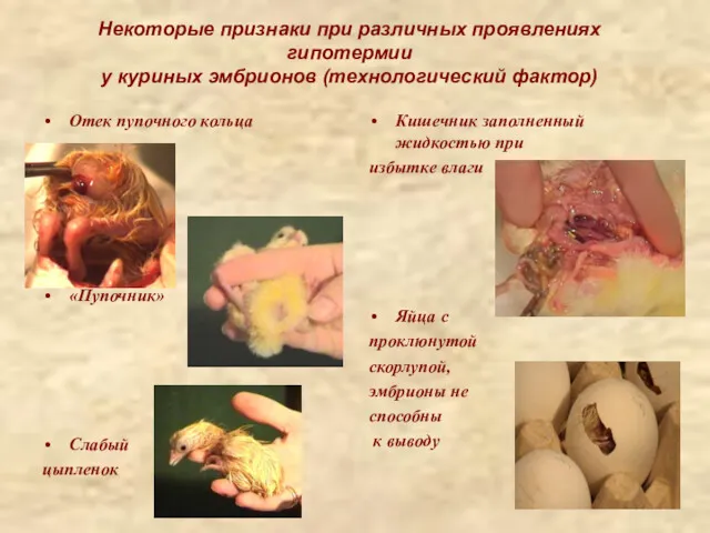 Некоторые признаки при различных проявлениях гипотермии у куриных эмбрионов (технологический фактор) Отек пупочного