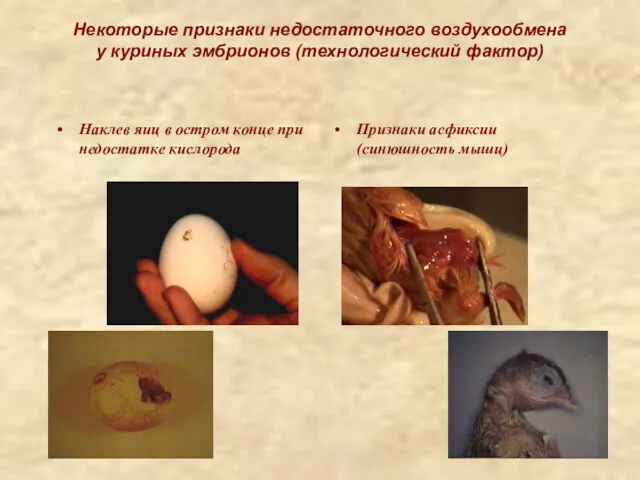 Некоторые признаки недостаточного воздухообмена у куриных эмбрионов (технологический фактор) Наклев яиц в остром