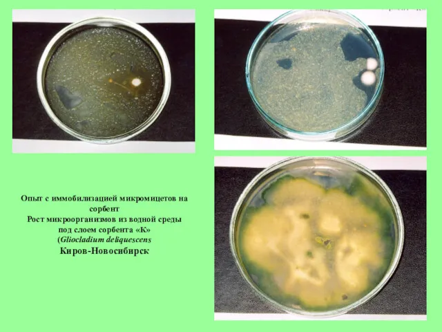 Опыт с иммобилизацией микромицетов на сорбент Рост микроорганизмов из водной