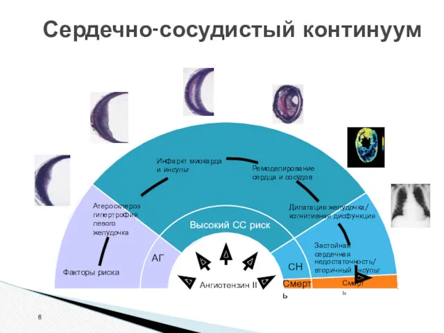 Сердечно-сосудистый континуум