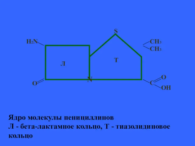 Ядро молекулы пенициллинов Л - бета-лактамное кольцо, Т - тиазолидиновое