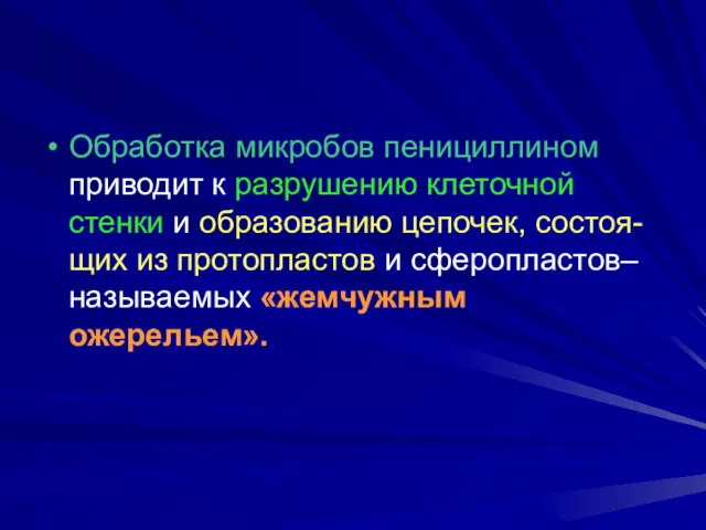 Обработка микробов пенициллином приводит к разрушению клеточной стенки и образованию