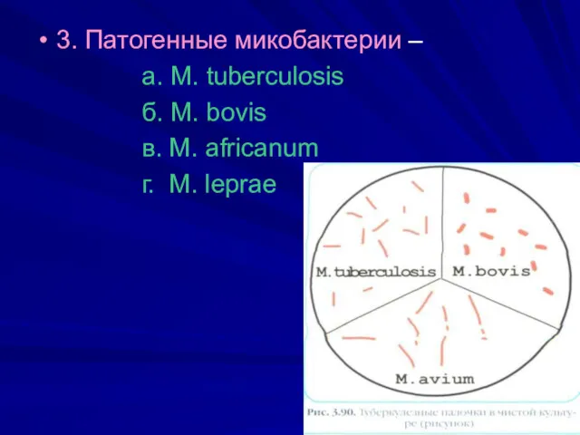 3. Патогенные микобактерии – а. M. tuberculosis б. M. bovis в. M. africanum г. M. leprae