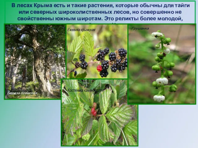 В лесах Крыма есть и такие растения, которые обычны для тайги или северных