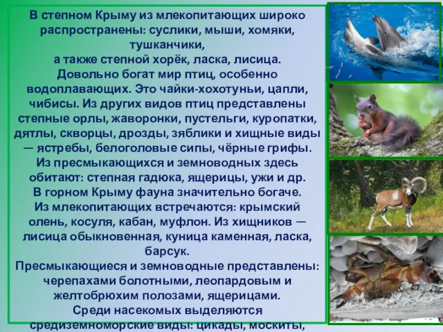 В степном Крыму из млекопитающих широко распространены: суслики, мыши, хомяки, тушканчики, а также