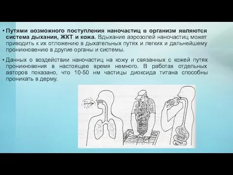 Путями возможного поступления наночастиц в организм являются система дыхания, ЖКТ