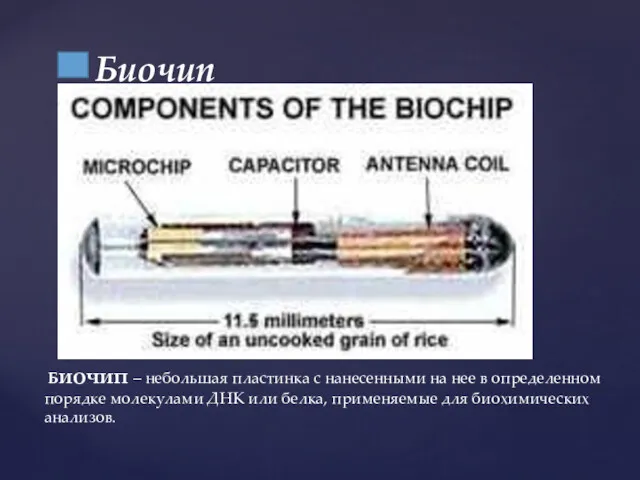 Биочип Биочип – небольшая пластинка с нанесенными на нее в определенном порядке молекулами