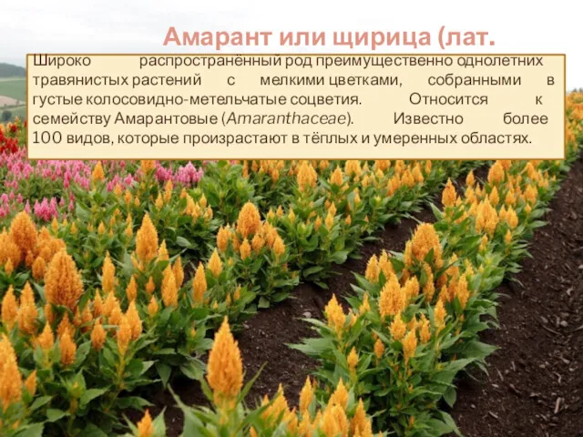 Амарант или щирица (лат. Amarantus) Широко распространённый род преимущественно однолетних травянистых растений с
