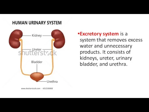 Excretory system is a system that removes excess water and