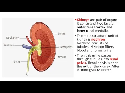 Kidneys are pair of organs. It consists of two layers: