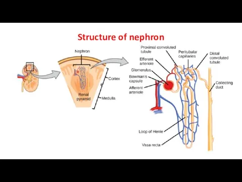 Structure of nephron
