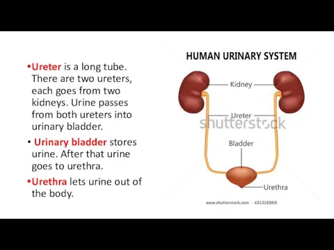 Ureter is a long tube. There are two ureters, each