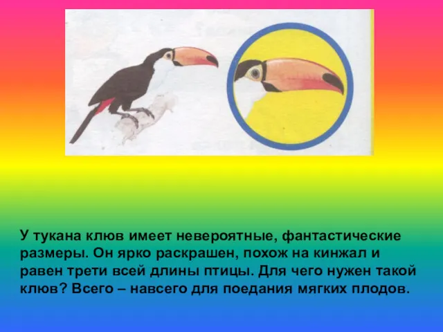 У тукана клюв имеет невероятные, фантастические размеры. Он ярко раскрашен,