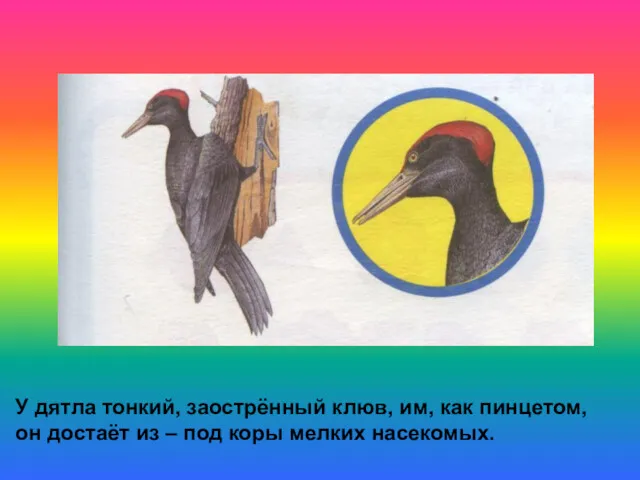 У дятла тонкий, заострённый клюв, им, как пинцетом, он достаёт из – под коры мелких насекомых.