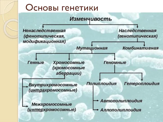 Основы генетики