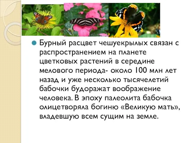 Бурный расцвет чешуекрылых связан с распространением на планете цветковых растений