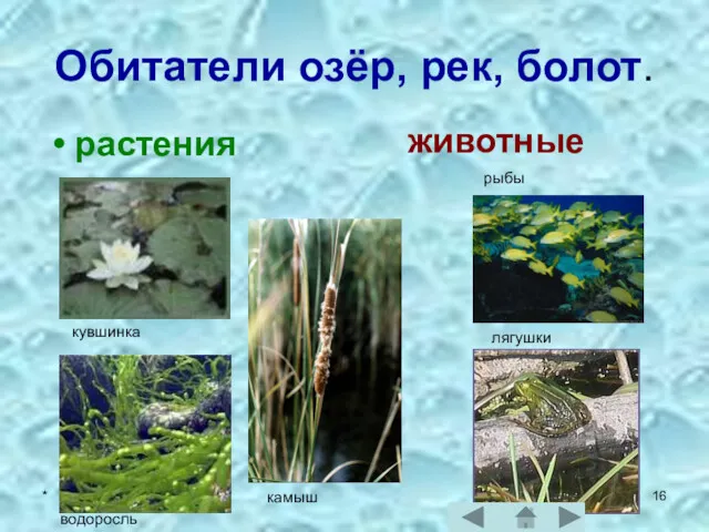 * Обитатели озёр, рек, болот. растения животные кувшинка водоросль камыш рыбы лягушки