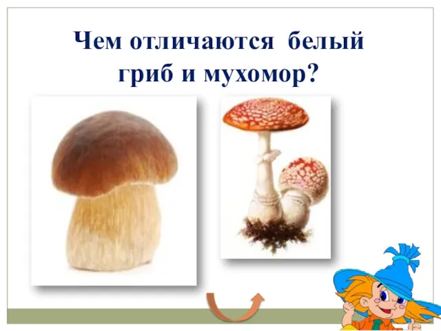 Чем отличаются белый гриб и мухомор?
